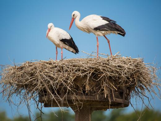 zwei Störche in einem Nest